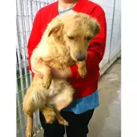 Foto dell\'animale COMUNE DI NAPOLI - 941000001706652
