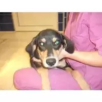 Foto dell\'animale COMUNE DI TERZIGNO - 380260040495689