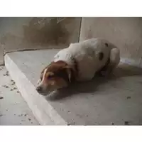 Foto dell\'animale COMUNE DI OTTAVIANO - 380260041122618