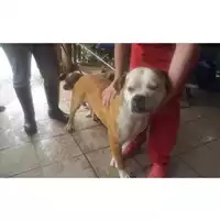 Foto dell\'animale COMUNE DI NAPOLI - 380260010180102