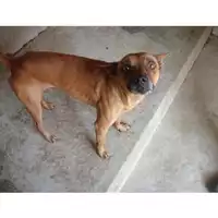 Foto dell\'animale COMUNE DI POMPEI - 380260041295574