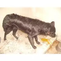 Foto dell\'animale COMUNE DI OTTAVIANO - 380260042059607