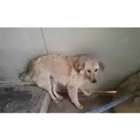 Foto dell\'animale COMUNE DI OTTAVIANO - 380260042061053