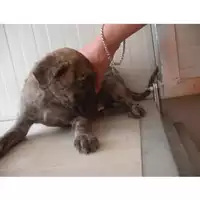 Foto dell\'animale COMUNE DI OTTAVIANO - 380260042052166