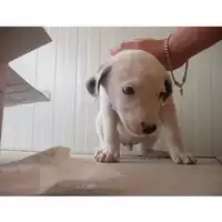 Foto dell\'animale COMUNE DI OTTAVIANO - 380260042052664