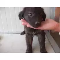 Foto dell\'animale COMUNE DI OTTAVIANO - 380260042052449