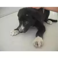 Foto dell\'animale COMUNE DI OTTAVIANO - 380260042052060