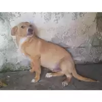 Foto dell\'animale COMUNE DI OTTAVIANO - 380260010306483