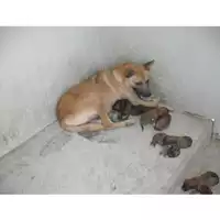 Foto dell\'animale COMUNE DI TERZIGNO - 380260010308453