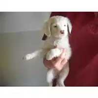 Foto dell\'animale COMUNE DI TERZIGNO - 380260010307121