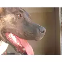 Foto dell\'animale COMUNE DI PORTICI - 380260010308522