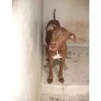Foto dell\'animale COMUNE DI POMPEI - 380260010306898