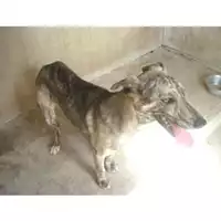 Foto dell\'animale COMUNE DI TERZIGNO - 380260010305385