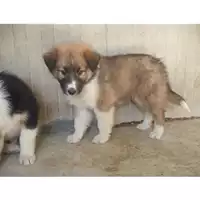 Foto dell\'animale COMUNE DI SAN VITALIANO - 380260010303978