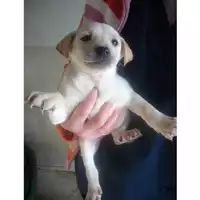 Foto dell\'animale COMUNE DI STRIANO - 380260010306505