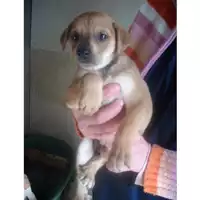 Foto dell\'animale COMUNE DI STRIANO - 380260010306469