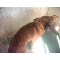 Foto dell\'animale COMUNE DI TERZIGNO - 380260010306502