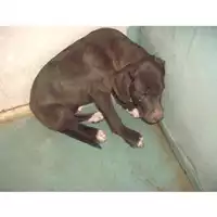 Foto dell\'animale COMUNE DI OTTAVIANO - 380260010306280
