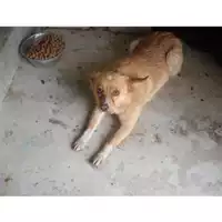 Foto dell\'animale COMUNE DI TERZIGNO - 380260010324994