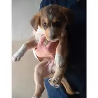 Foto dell\'animale COMUNE DI TERZIGNO - 380260010317505