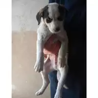 Foto dell\'animale COMUNE DI TERZIGNO - 380260010324991