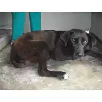 Foto dell\'animale COMUNE DI POMPEI - 380260010306348