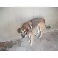Foto dell\'animale COMUNE DI CASAMARCIANO - 380260042414282