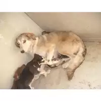 Foto dell\'animale COMUNE DI CASAMARCIANO - 380260042411436