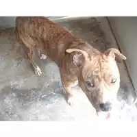Foto dell\'animale COMUNE DI TERZIGNO - 380260042408046