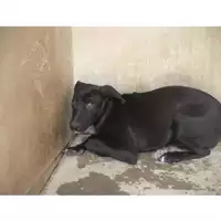 Foto dell\'animale COMUNE DI OTTAVIANO - 380260042384981