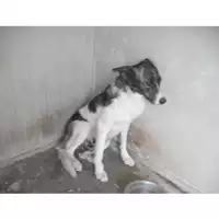 Foto dell\'animale COMUNE DI OTTAVIANO - 380260042400159