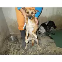 Foto dell\'animale COMUNE DI TERZIGNO - 380260042619807