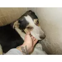 Foto dell\'animale COMUNE DI SAN VITALIANO - 380260042411351