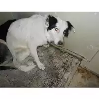 Foto dell\'animale COMUNE DI SAN VITALIANO - 380260042404590