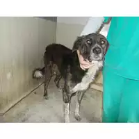 Foto dell\'animale COMUNE DI TERZIGNO - 380260042622920