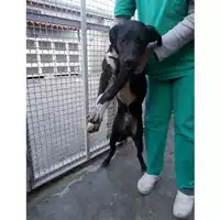 Foto dell\'animale COMUNE DI STRIANO - 380260042622459