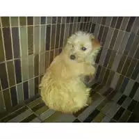 Foto dell\'animale COMUNE DI PIMONTE - 380260042625052