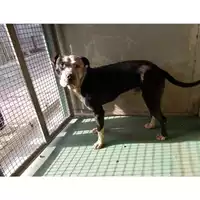 Foto dell\'animale COMUNE DI POMPEI - 380260042708779