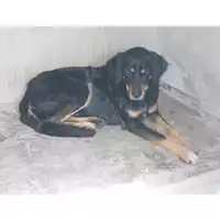 Foto dell\'animale COMUNE DI OTTAVIANO - 380260042624045