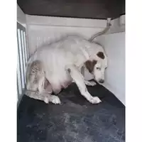 Foto dell\'animale COMUNE DI OTTAVIANO - 380260042623660