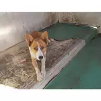 Foto dell\'animale COMUNE DI TERZIGNO - 380260042623737
