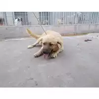 Foto dell\'animale COMUNE DI OTTAVIANO - 380260042670858