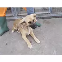 Foto dell\'animale COMUNE DI OTTAVIANO - 380260042679260