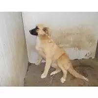Foto dell\'animale COMUNE DI OTTAVIANO - 380260042679473