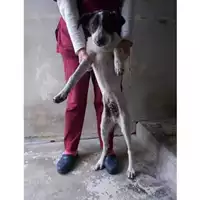 Foto dell\'animale COMUNE DI OTTAVIANO - 380260042679098
