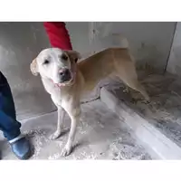 Foto dell\'animale COMUNE DI TERZIGNO - 380260042672493