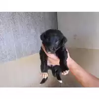 Foto dell\'animale COMUNE DI POMPEI - 380260042718348