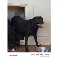 Foto dell\'animale COMUNE DI POMPEI - 380260042715982