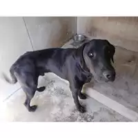 Foto dell\'animale COMUNE DI BOSCOREALE - 380260042623055