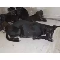 Foto dell\'animale COMUNE DI TERZIGNO - 380260042709025